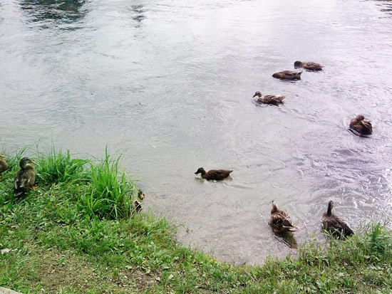 Paperette sul Mincio