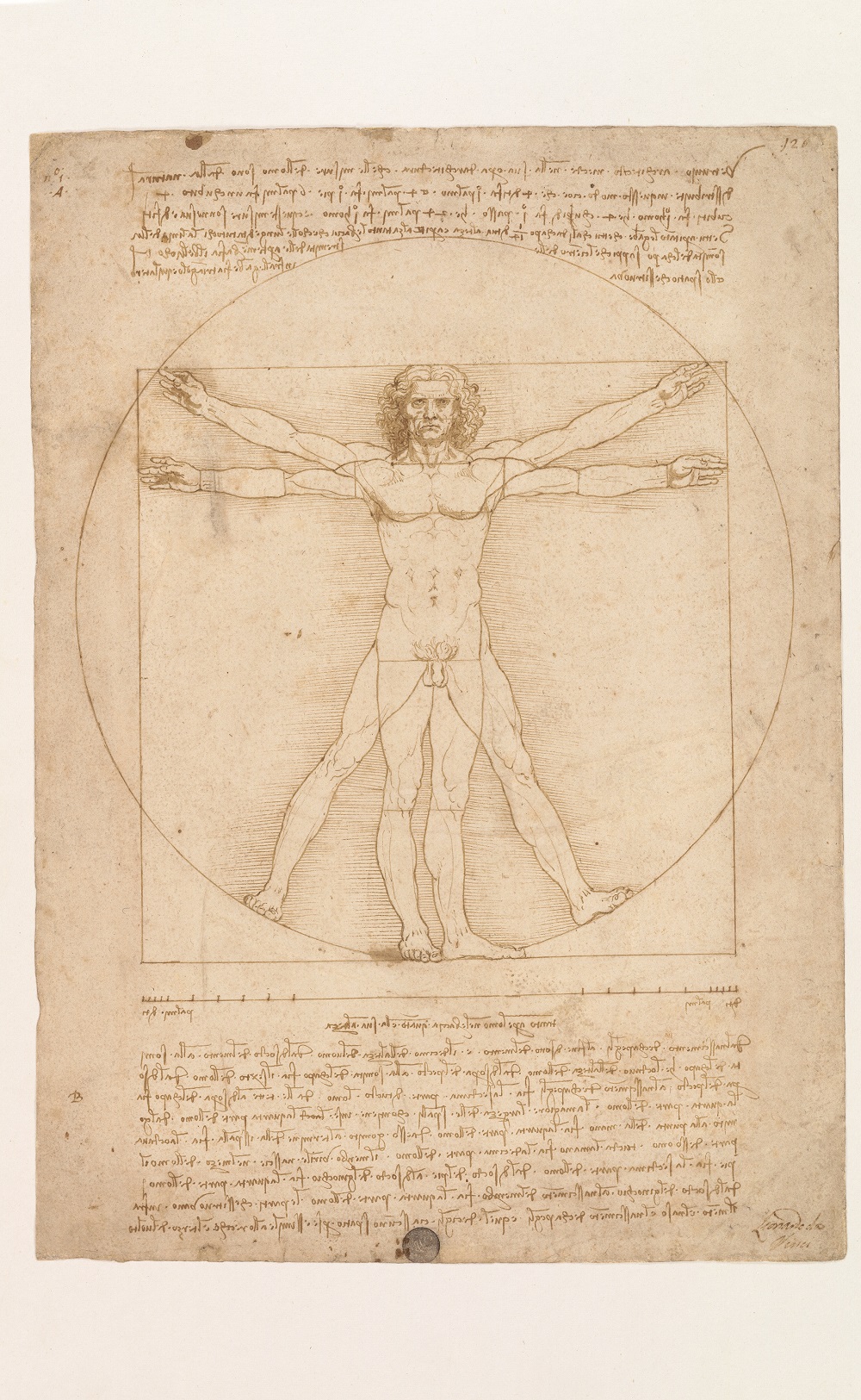 Leonardo da Vinci, Uomo vitruviano