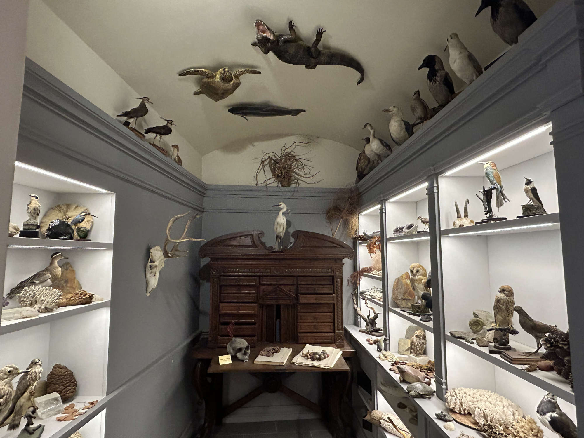 The reconstruction of the Wunderkammer
