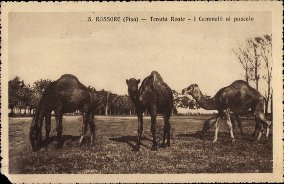 Dromedare grasen in San Rossore auf einer Postkarte von 1931