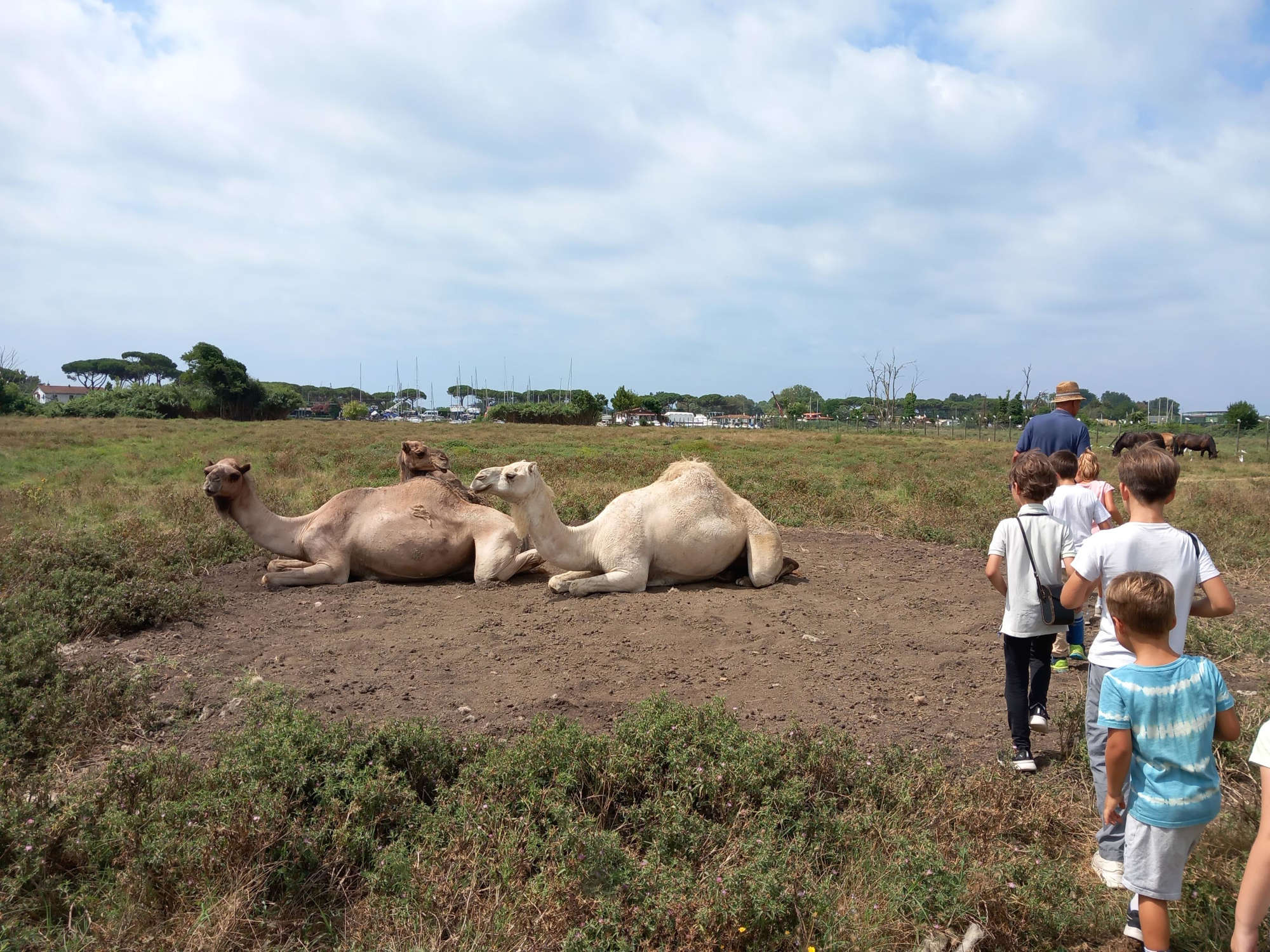 Dromedaries today