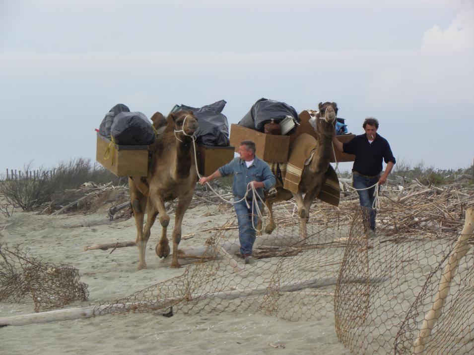 Dromedaries today, impegnati nella pulizia della spiaggia del parco