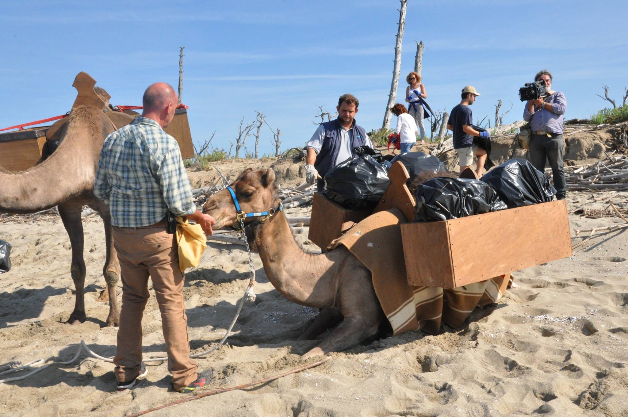 Dromedare heute, impegnati nella pulizia della spiaggia del parco