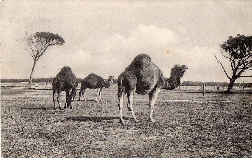 The dromedaries of San Rossore in a vintage photo