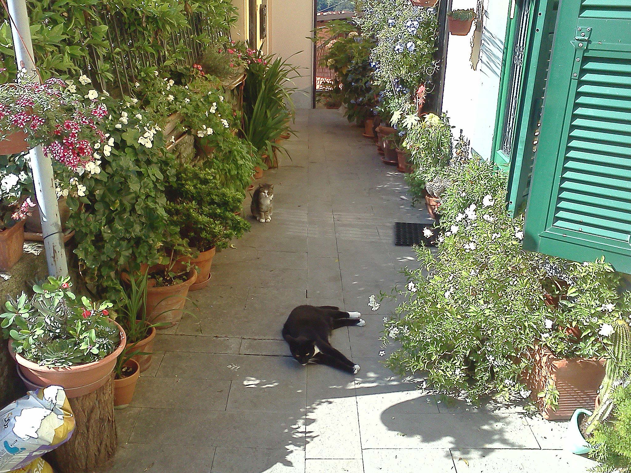 Chats à Trebiano Magra