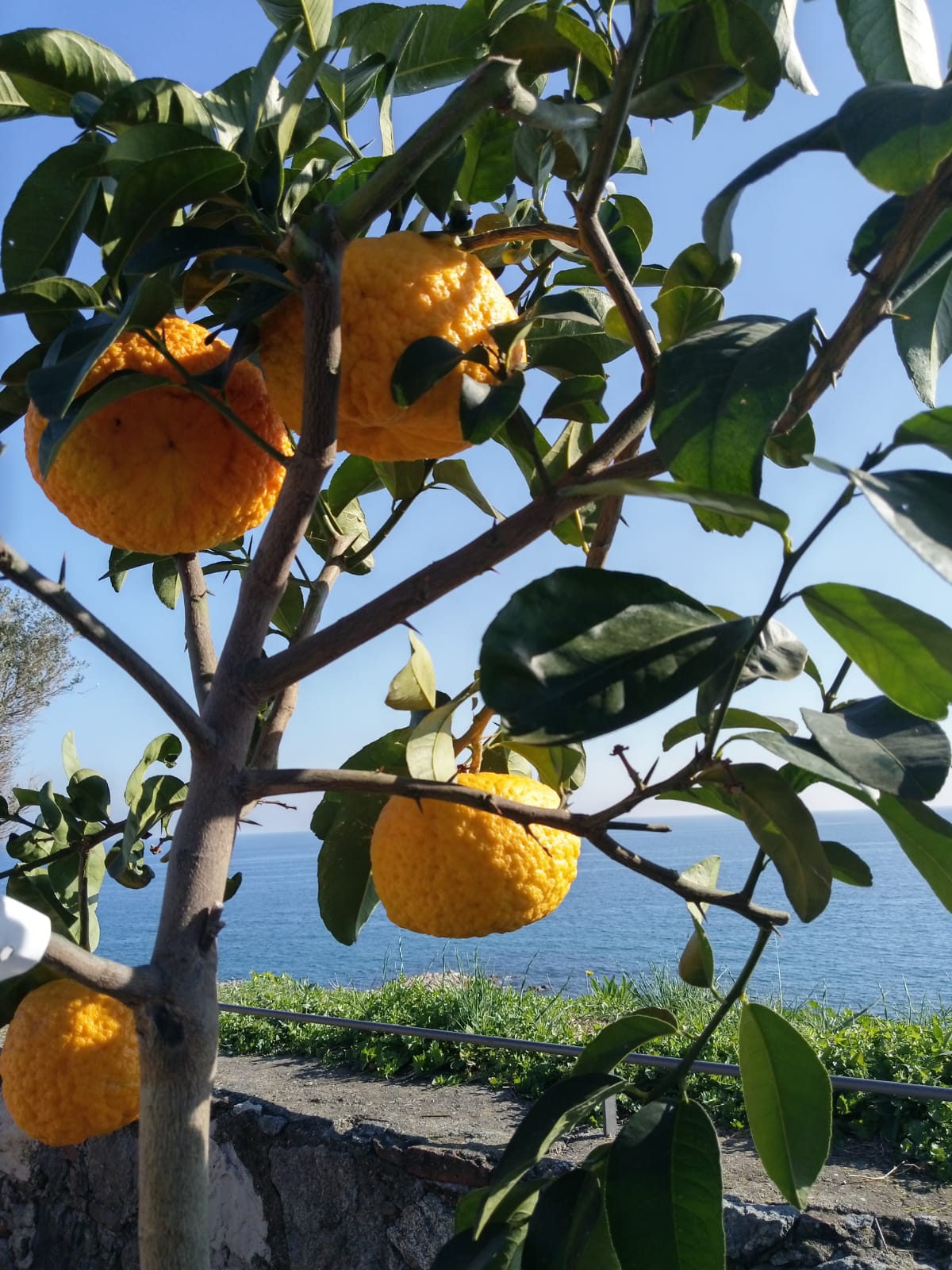 Chinotto. Foto: Ayuntamiento de Savona