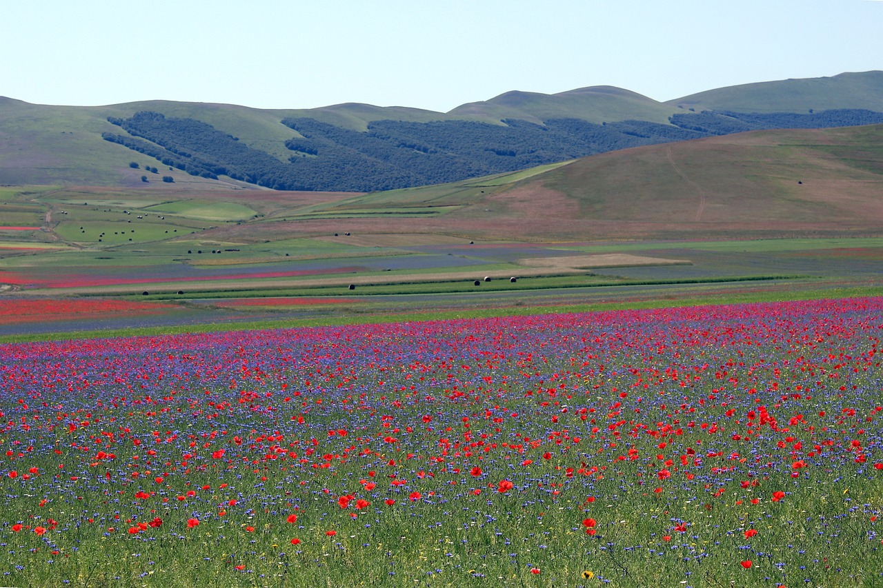 La Fiorita in Castelluccio di Norcia. Photo: Fausto Manasse