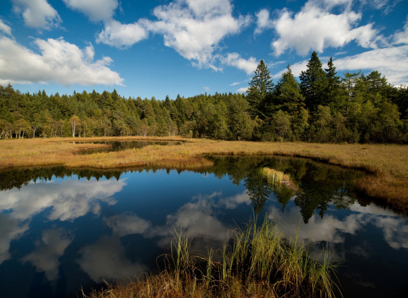 Tourbière du Lac del Vedes. Photo : Communauté de la vallée de Cembra