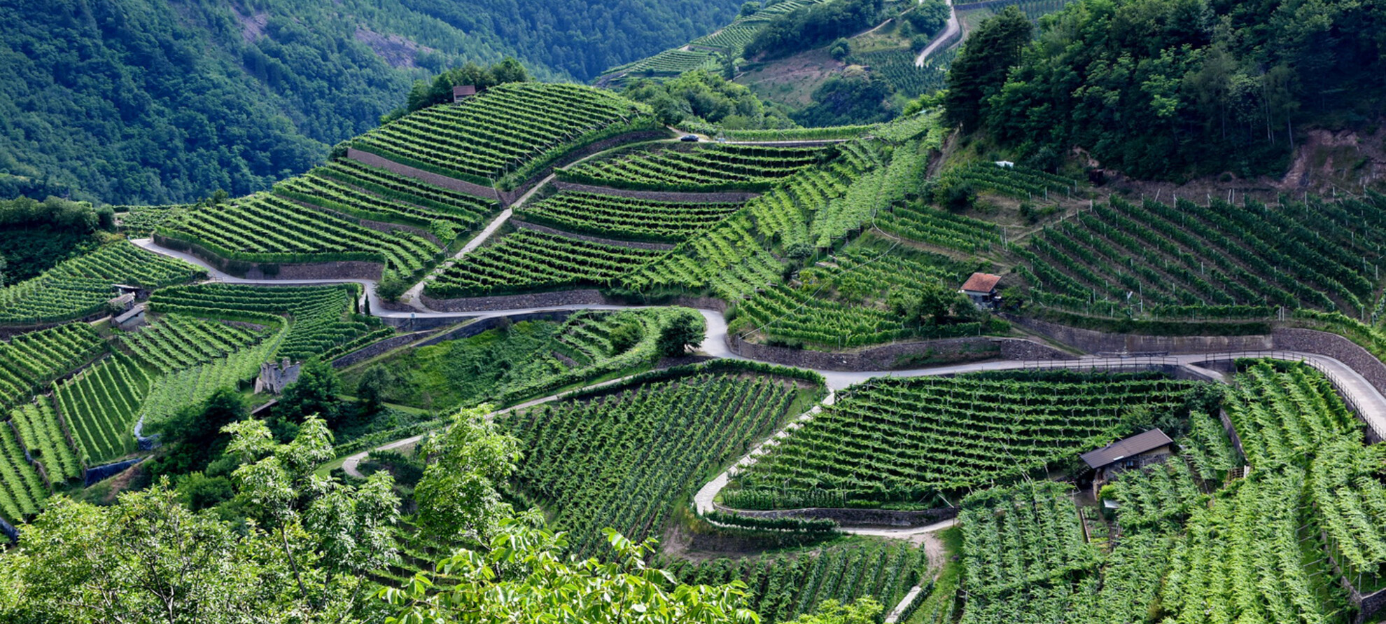 Les vignobles du Val di Cembra. Photo : Trentino Marketing