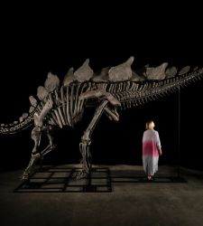 Lo stegosauro Apex venduto in asta da Sotheby's all'incredibile cifra di 44,6 milioni di dollari