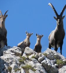 Eine Ausstellung im Salzburger Land feiert den hundertsten Jahrestag der Wiederansiedlung des Steinbocks in Österreich