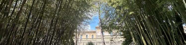 L'Orto Botanico di Pisa, uno dei primi giardini botanici universitari del mondo