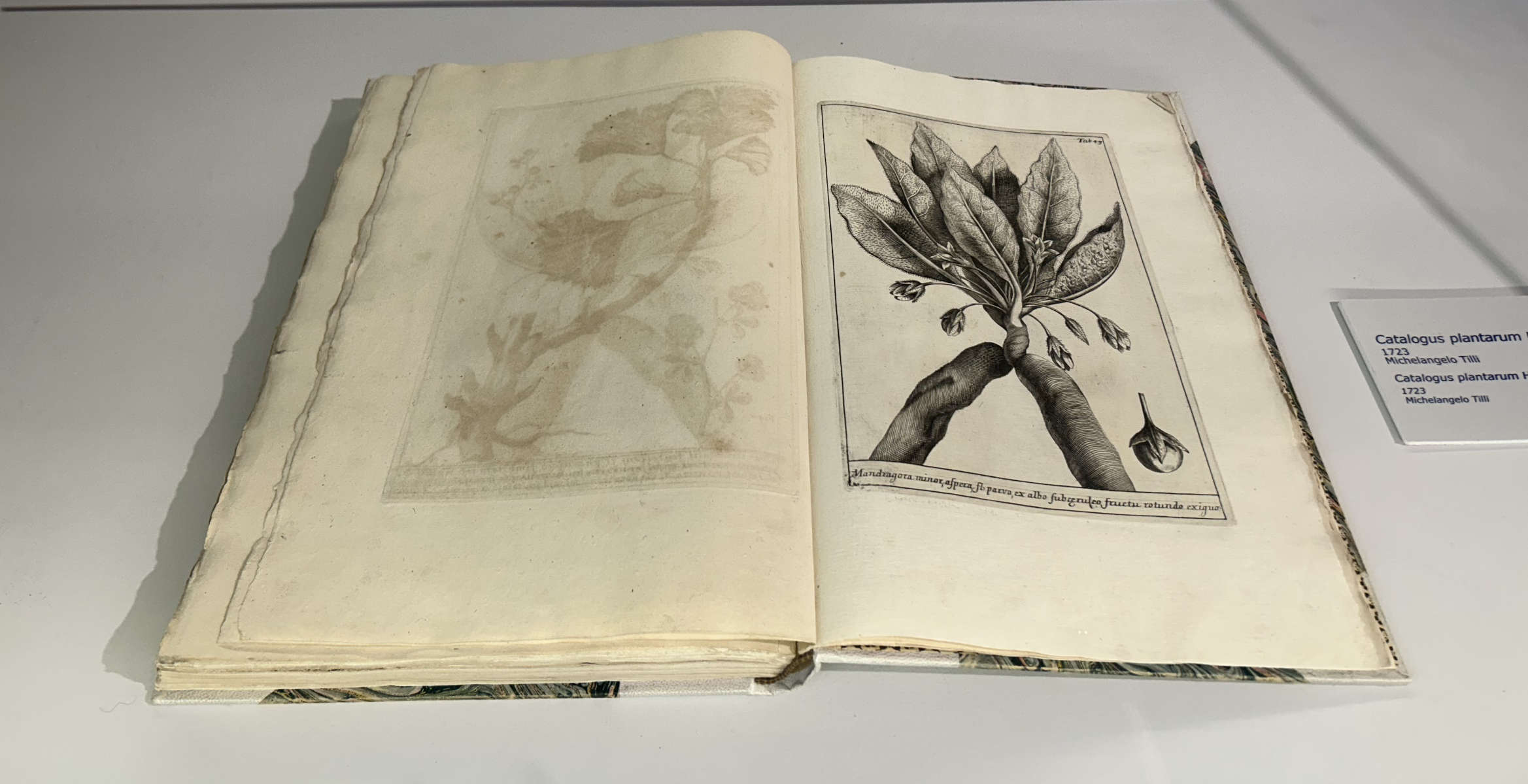 Publication on botany by Michelangelo Tilli, 1723