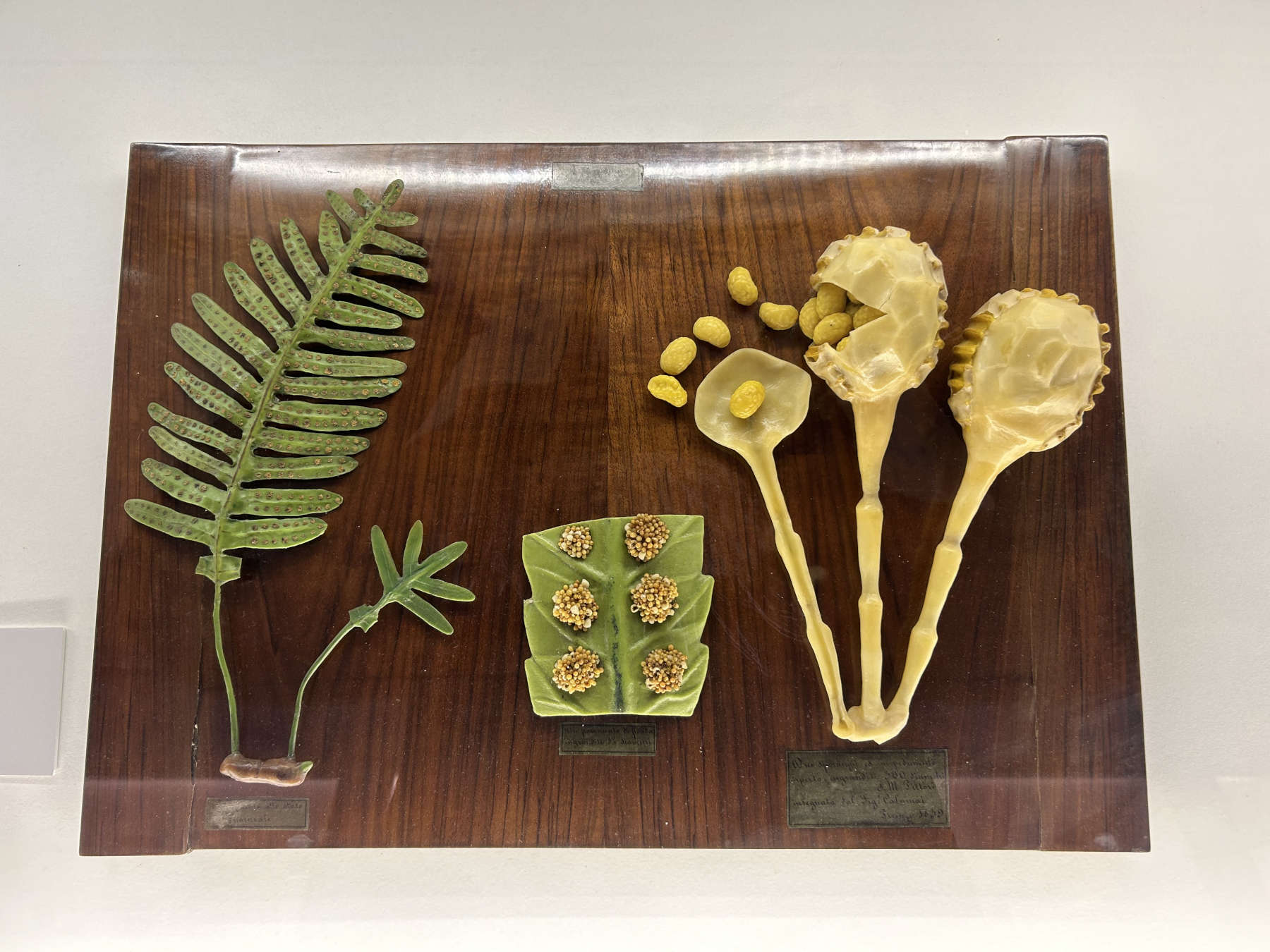 A wax model from the Calamai school depicting the reproduction of the fern