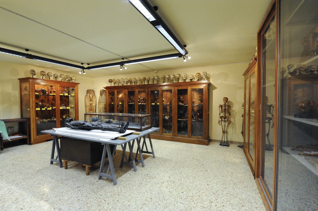 Das Museum für menschliche Anatomie in Pisa