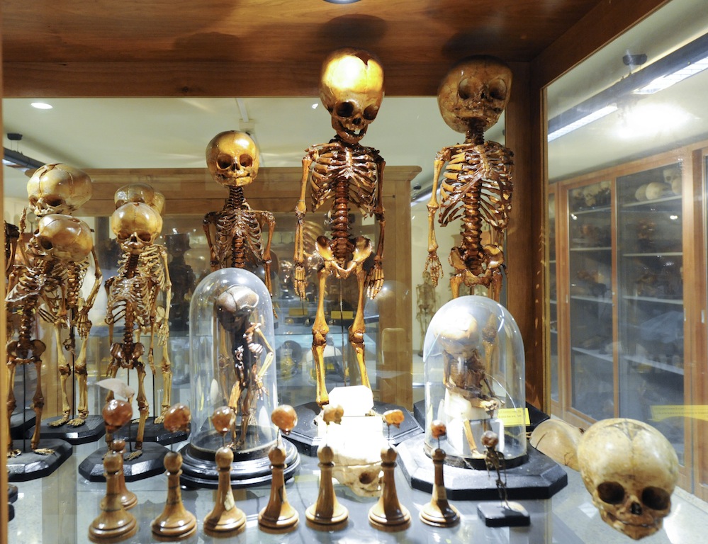 The Museum of Human Anatomy in Pisa