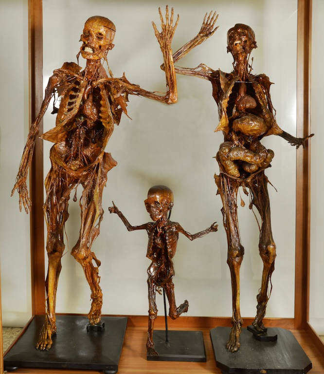 Das Museum für menschliche Anatomie in Pisa