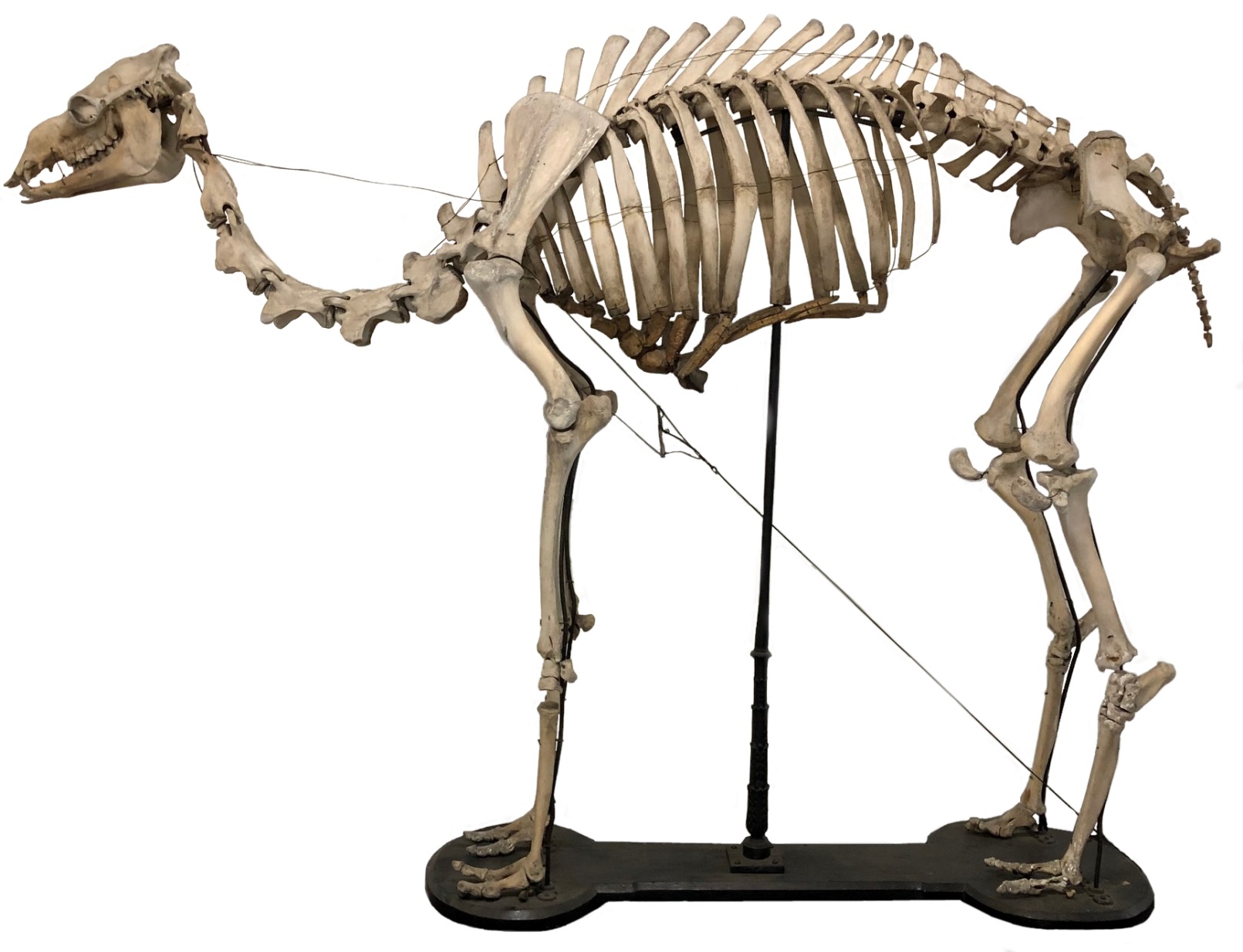 The complete skeleton of the adult dromedary