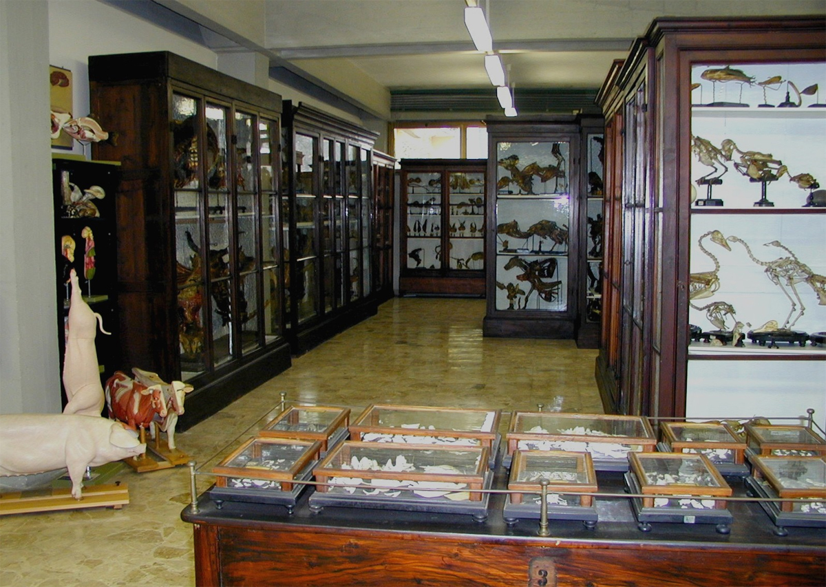 Interior of the University of Pisa Veterinary Anatomical Museum.