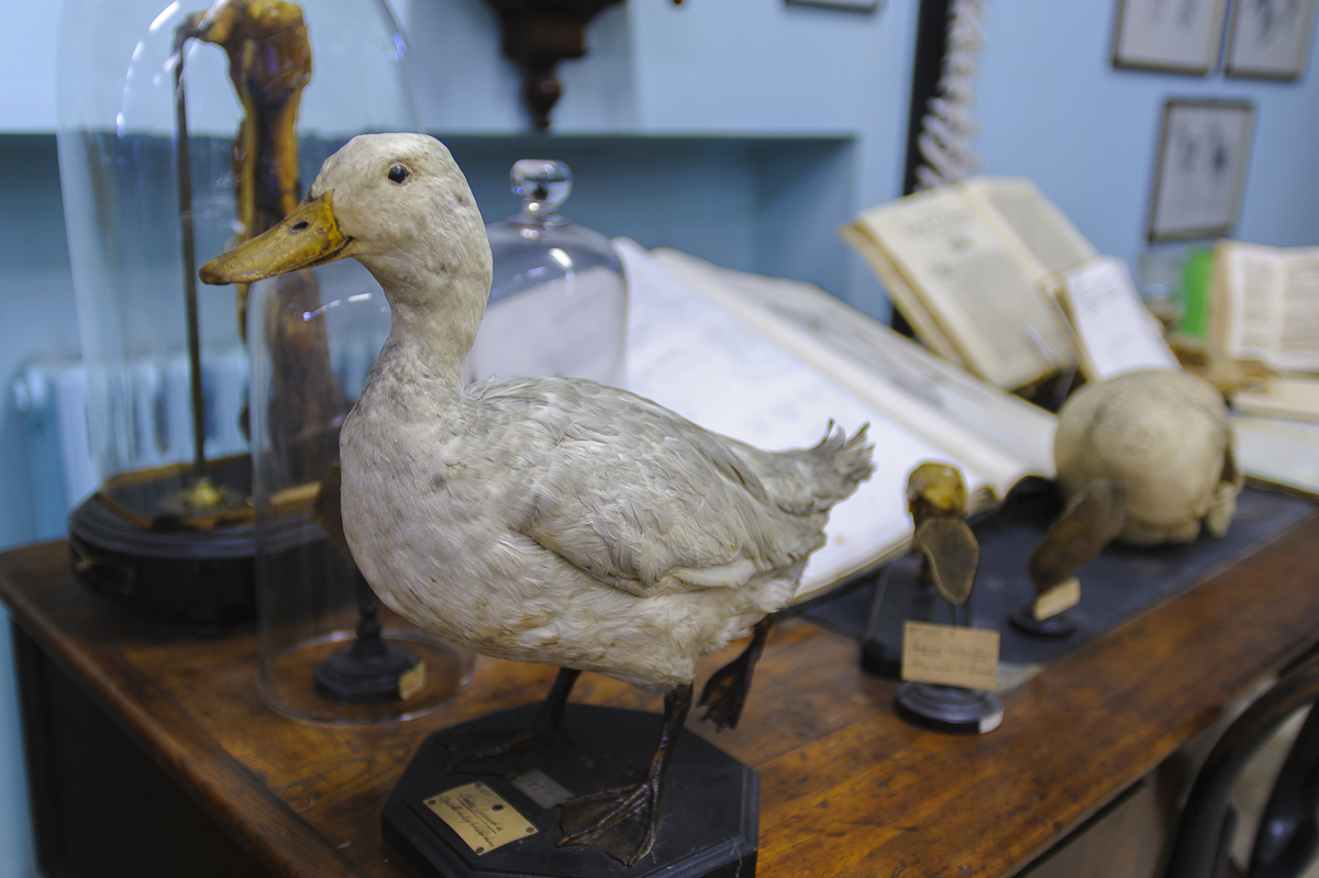 Interior of the University of Pisa Veterinary Anatomical Museum.