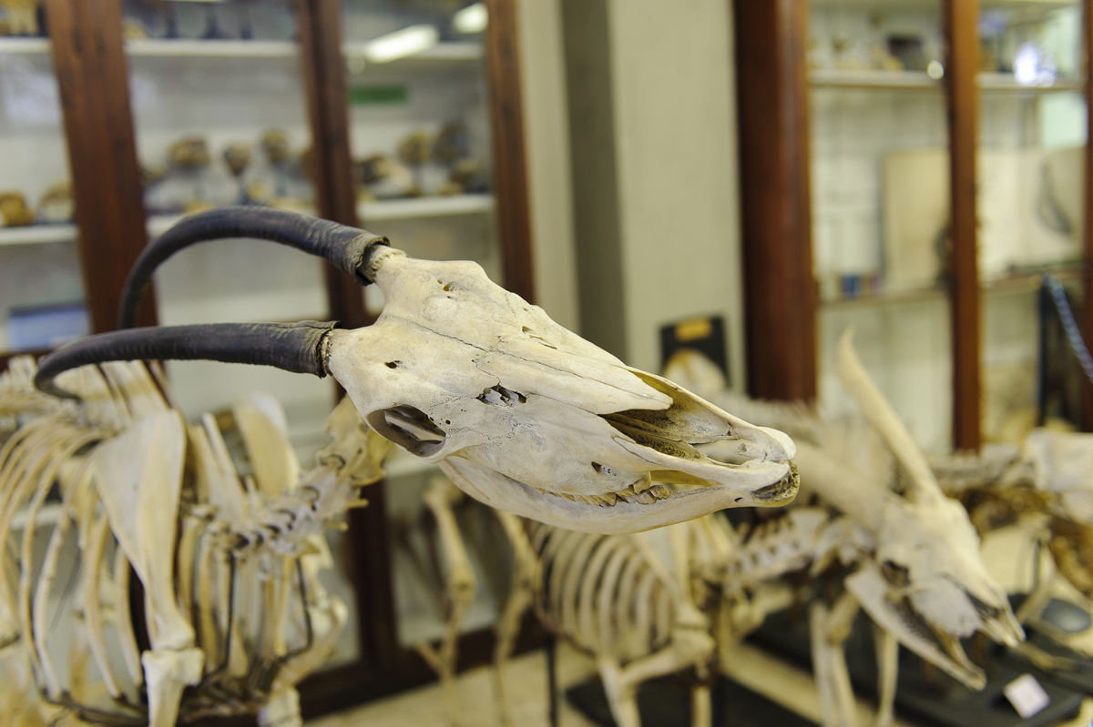 Interior of the University of Pisa Veterinary Anatomical Museum.