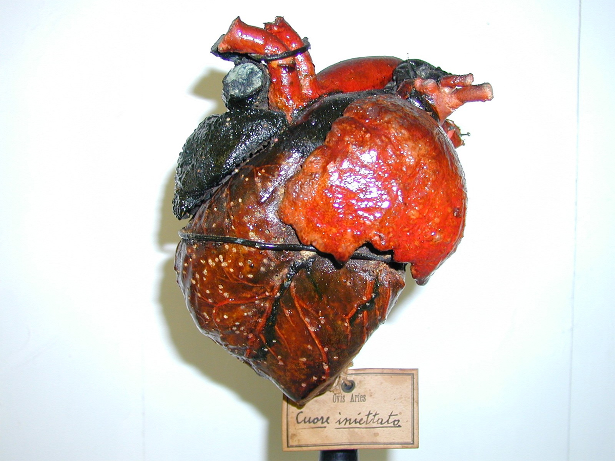 Injected anatomical preparation of a sheep heart