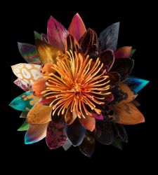 Mat Collishaw, las flores como enigmas fascinantes