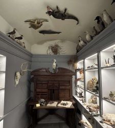 Entre arte y ciencia, el Museo Botánico de la Universidad de Pisa