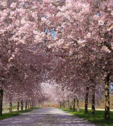 Alla Reggia di Venaria una settimana di eventi all'ombra dei ciliegi in fiore 